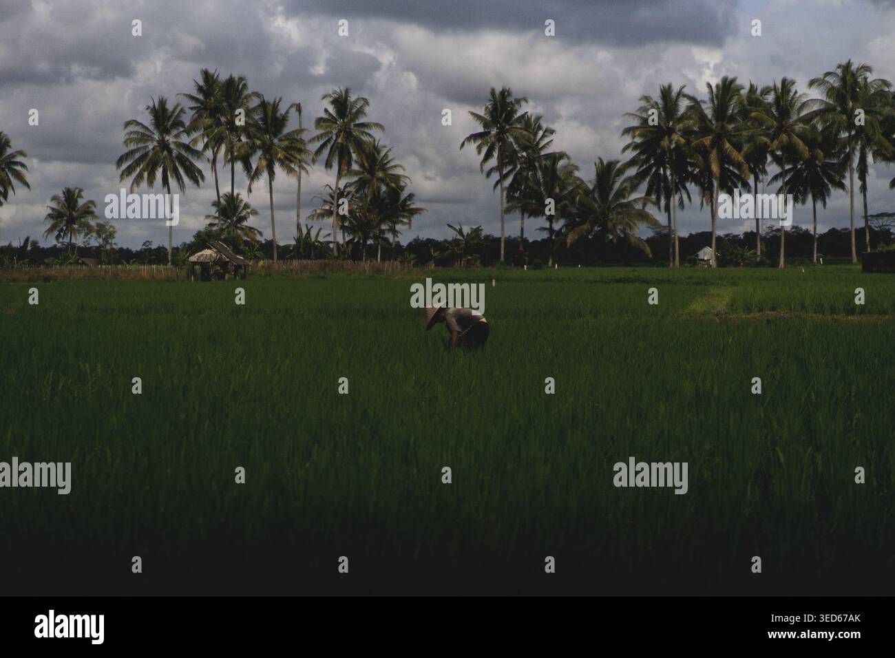 Bauer, der auf grünem Reisfeld mit Palmen arbeitet, Bali Stockfoto