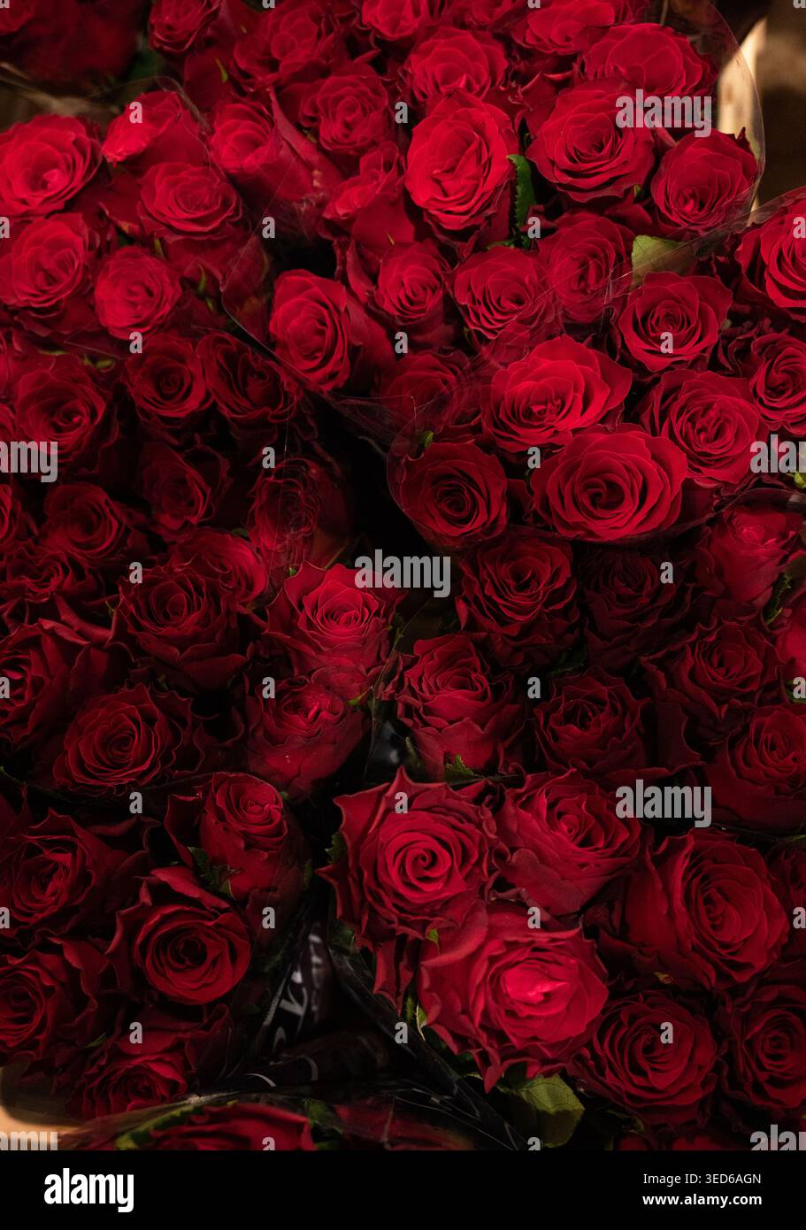 San Jordi und die Rosen Stockfoto