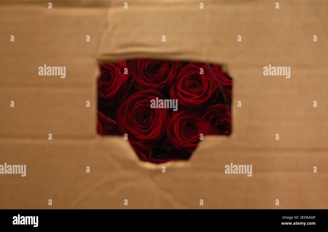 San Jordi und die Rosen Stockfoto