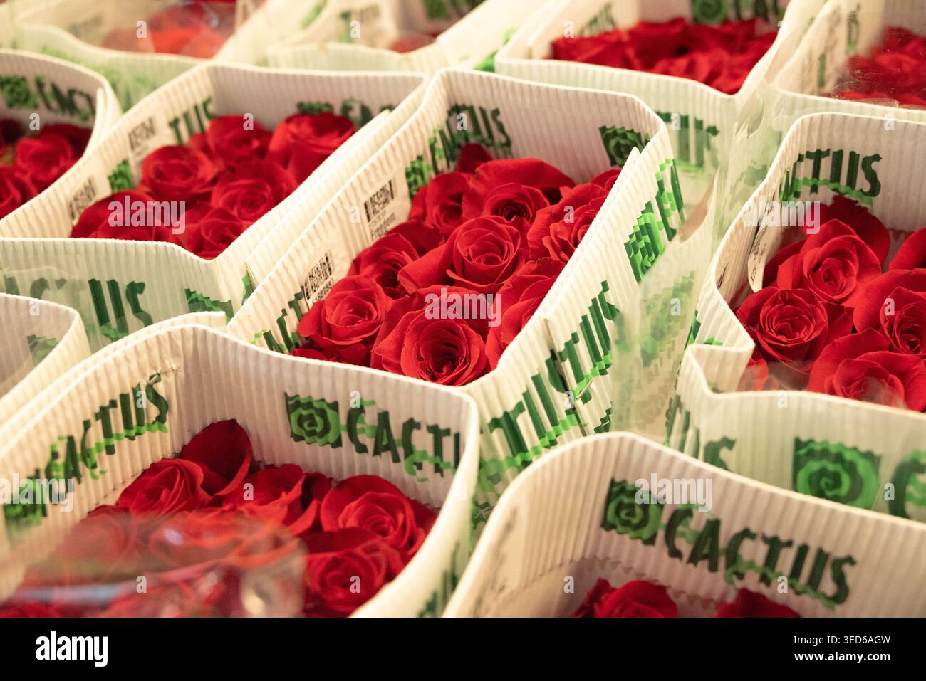 San Jordi und die Rosen Stockfoto