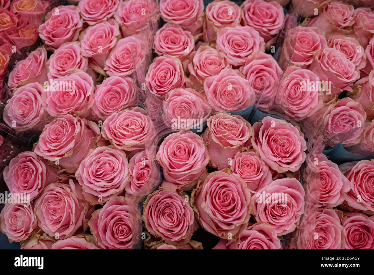San Jordi und die Rosen Stockfoto