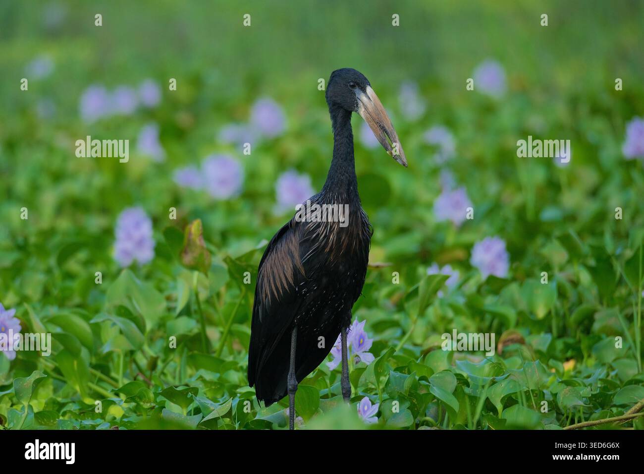 Afrikanischer Openbill Storch, der mit Süßwasserschnecke in Bill, African Wetland, Malawi weht Stockfoto