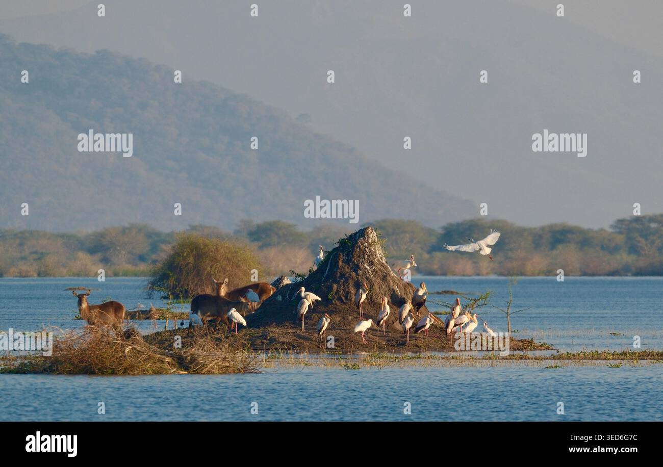 Gelbschnabelstörche, Reiher und Wasserböcke versammelten sich auf der malerischen Lake Island in Afrika Stockfoto