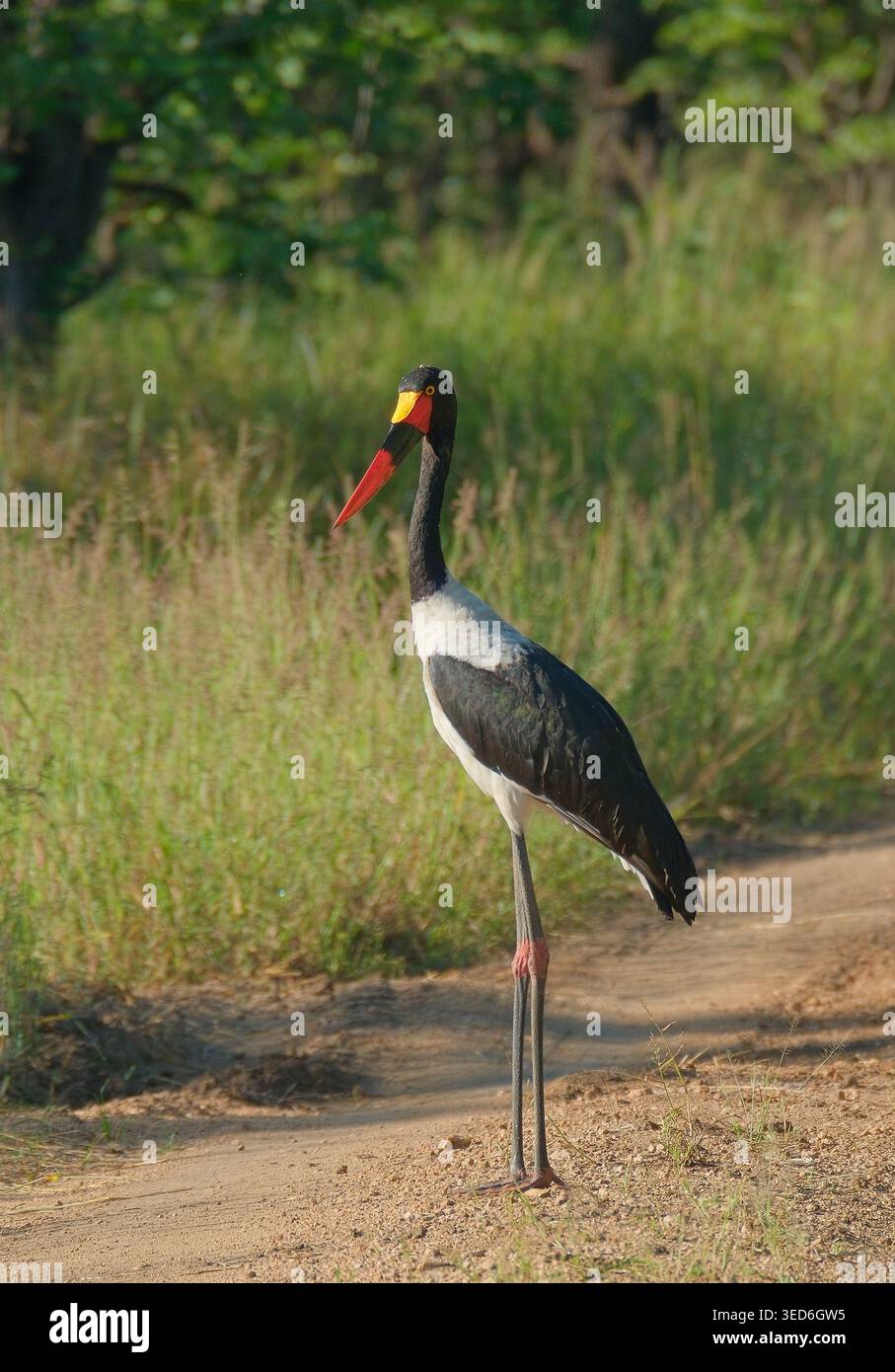 Sattelschnabelstorch in Süd-Luangwa, Sambia Stockfoto