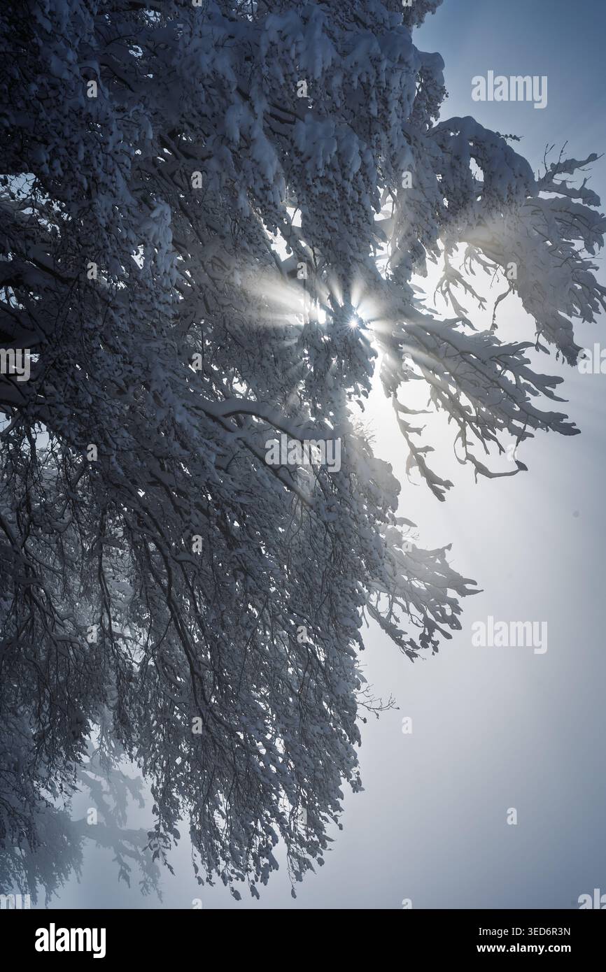 Dieses dramatische, nach oben gerichtete Foto fängt intensives Sonnenlicht ein, das durch ein dichtes Baldachin aus schneebedeckten Ästen in den Schweizer Alpen strahlt. Das Visib Stockfoto