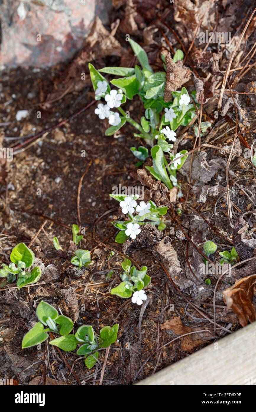 „Alba“ kriechendes Navelwort, Ormöga (Omphalodes verna) Stockfoto