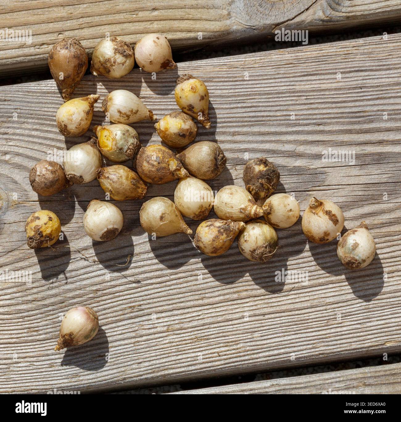 Gestreifte Schnauze, Porslinshyacint (Puschkinia scilloides) Stockfoto