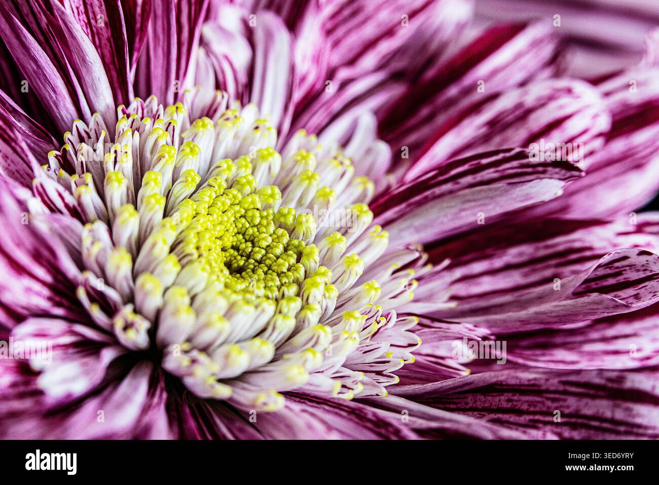Ein Makrobild einer violetten Chrysantheme, fotografiert in meinem Studio Stockfoto