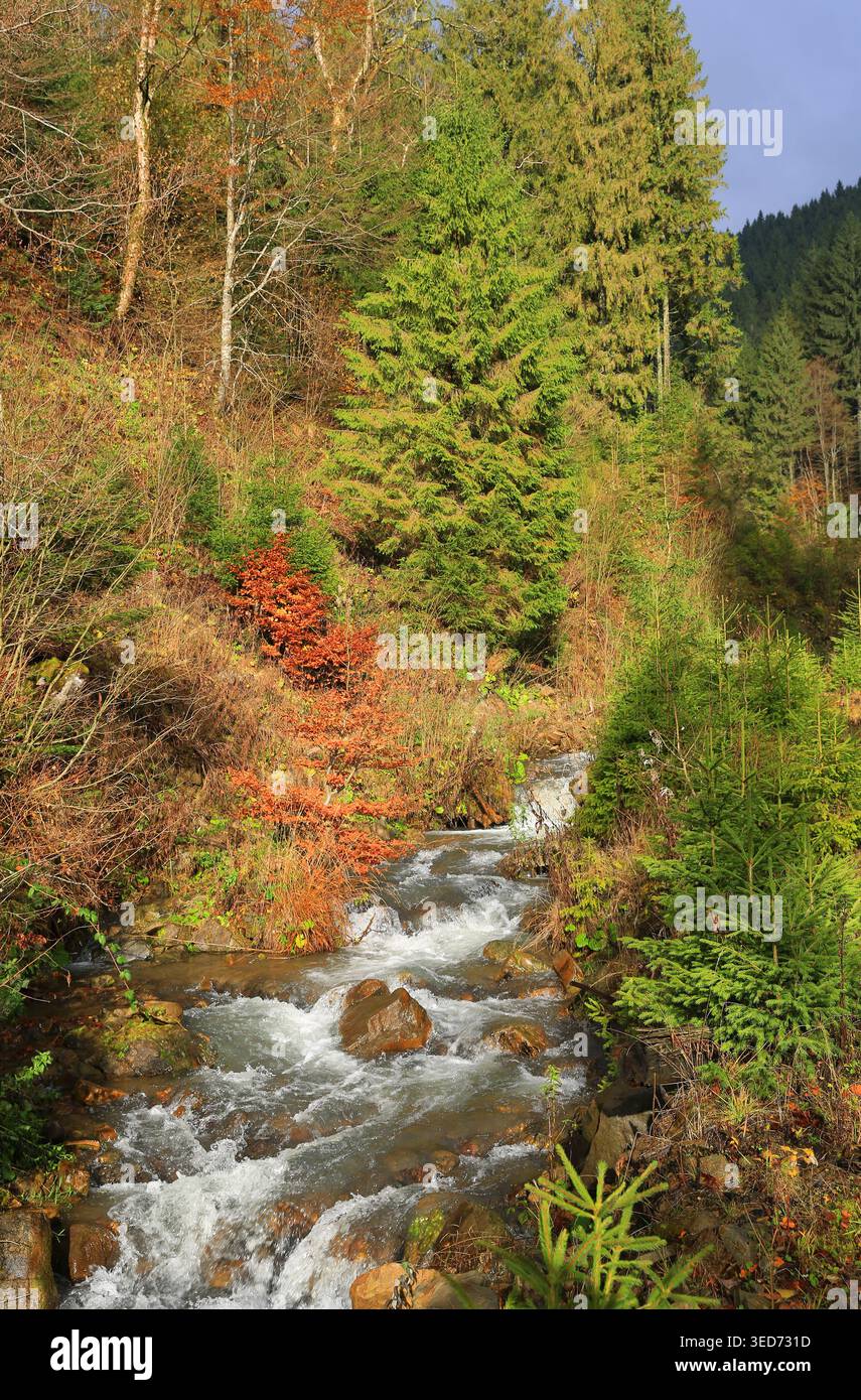Ein klarer Gebirgsbach stürzt über Felsen inmitten eines Waldes mit herbstlichen Farben und saftig grünen Nadelbäumen Stockfoto