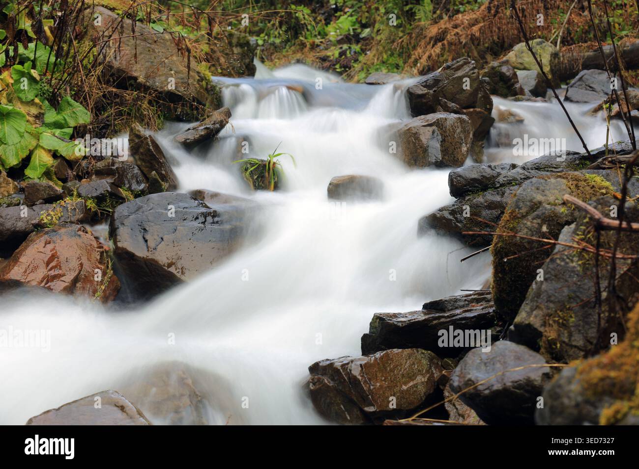 Ein ruhiger Gebirgsbach kaskadiert über dunkle, nasse Felsen und erzeugt einen weichen, verschwommenen Bewegungseffekt, der den Fluss des Wassers durch die Natur betont Stockfoto