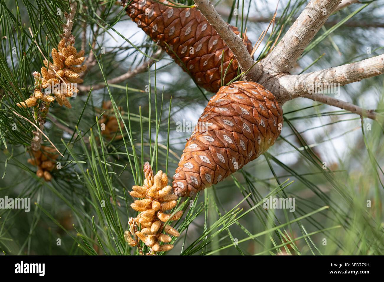 Eine detaillierte Darstellung neu entstehender frischer Tannenzapfen und Pollensäcke auf Tannenzweigen im Sonnenlicht. Stockfoto