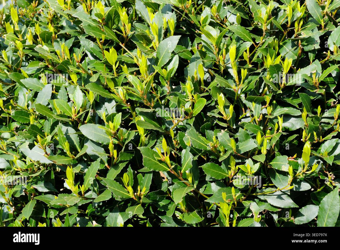 Nahaufnahme des frischen grünen Laubs des Bay Tree (Laurus Nobilis), das eine dichte immergrüne Hecke bildet, die junge Frühlingsprossen und strukturierte Blätter bei Tageslicht zeigt. Stockfoto