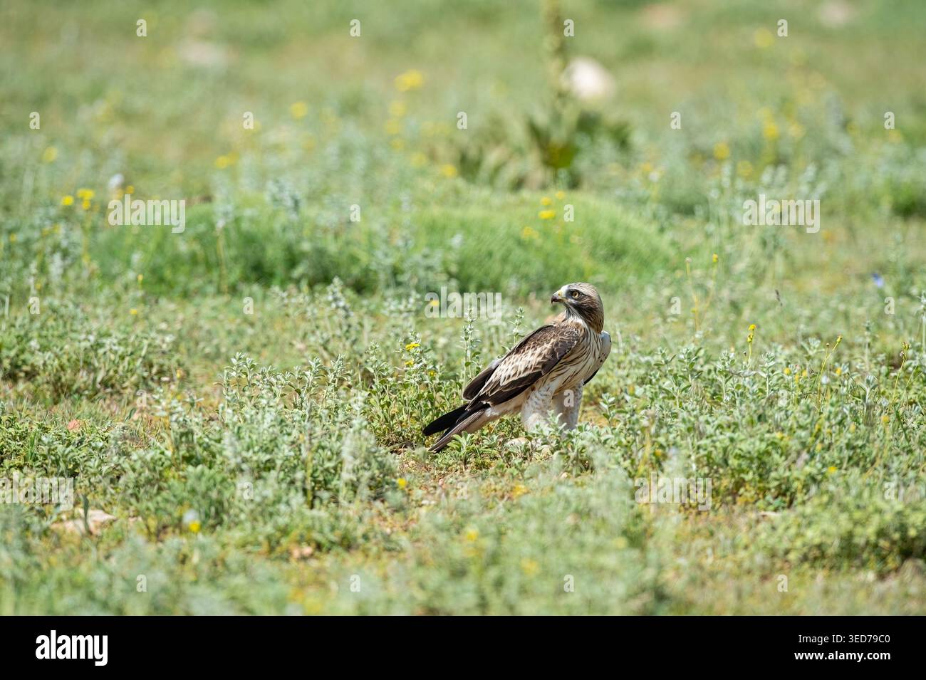 Ein Stiefeladler (Hieraaetus pennatus), der seine Umgebung auf einer grünen Wiese vermisst. Die Gnade und Wachheit eines Jägers, getarnt in seinem natürlichen Habitus Stockfoto