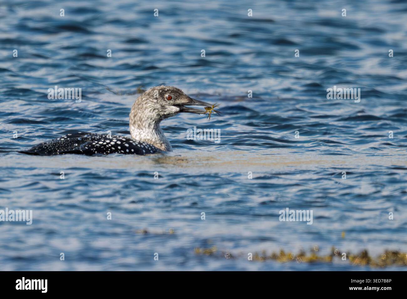 Ein Great Northern Diver (Gavia immer) mit einer kleinen Krabbe, Isle of Mull, Schottland Stockfoto