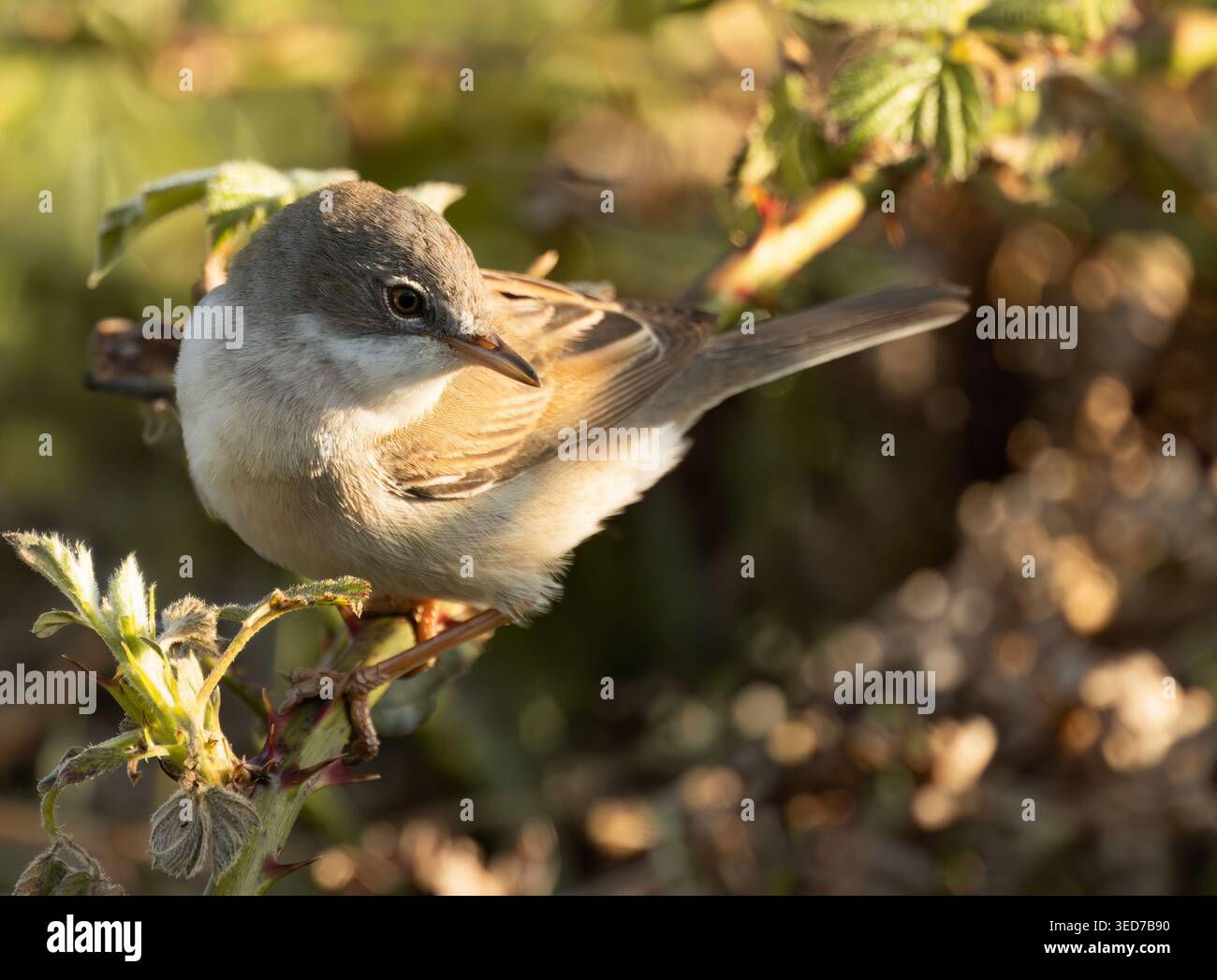 Ein gemeiner Whitethroat (Curruca communis) in der Abendsonne, Isle of Mull, Schottland Stockfoto