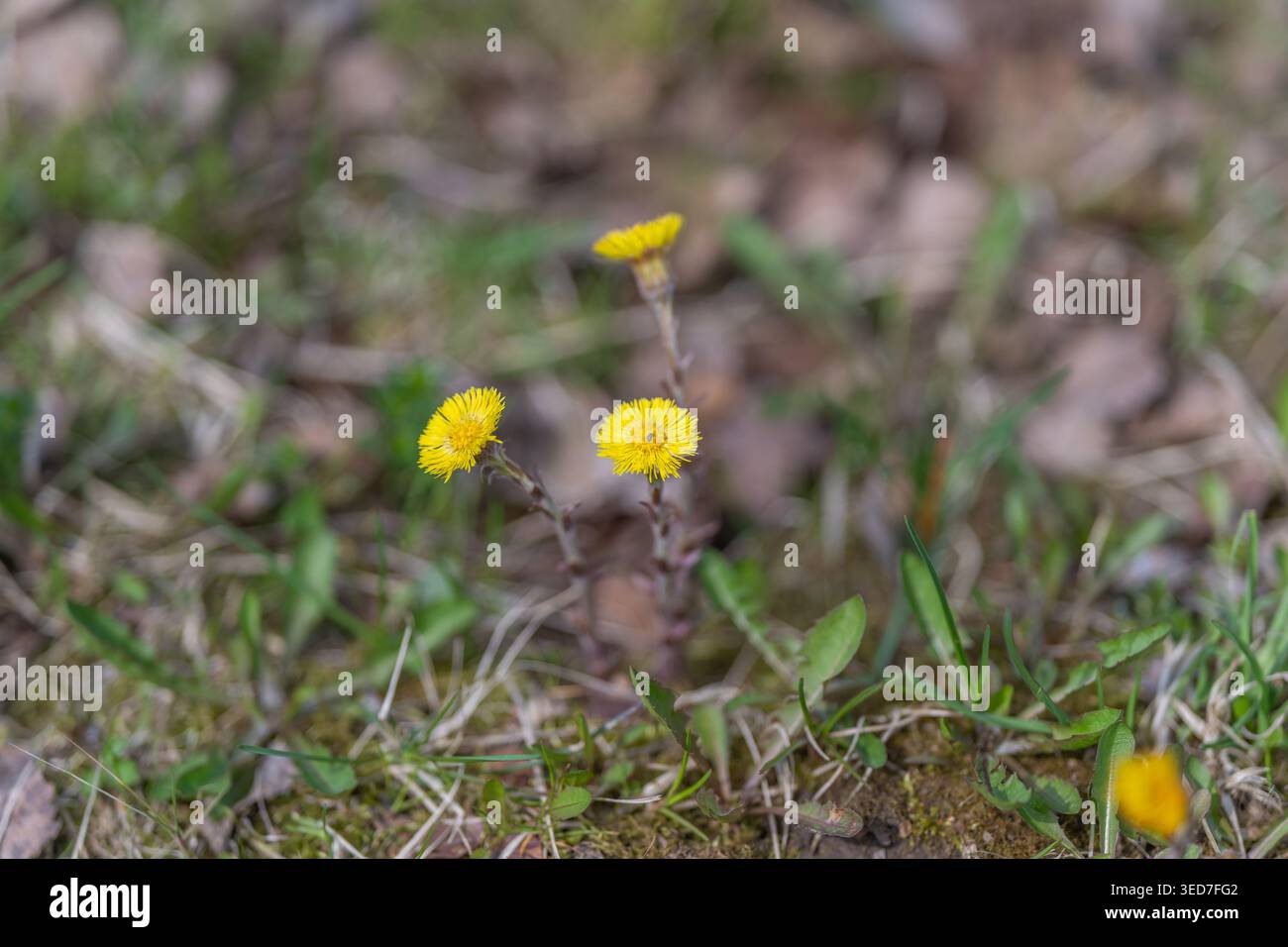 Große gelbe Blüten auf Moos, dünne wirbelige Stiele, weicher Hintergrund-Bokeh, erdiger Frühlingsboden, zarte Textur und feine Blütenblätter, Editoria Stockfoto