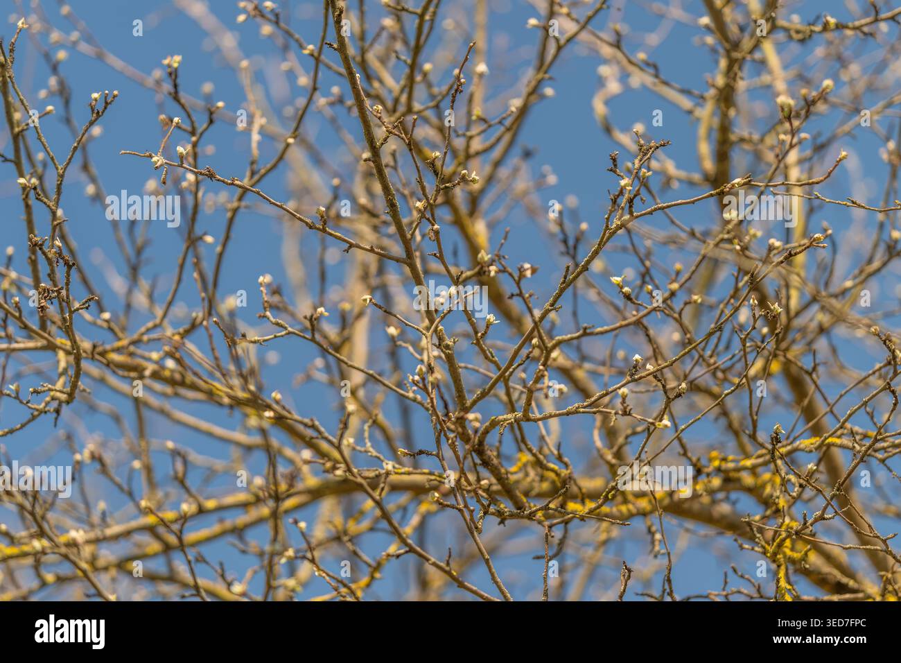 Sonnendurchflutete Zweige mit frischen Knospen vor klarem blauem Himmel, warmes Leuchten auf dünnen Zweigen, zarte Silhouetten und Frühlingsenergie für Editorial und Seaso Stockfoto
