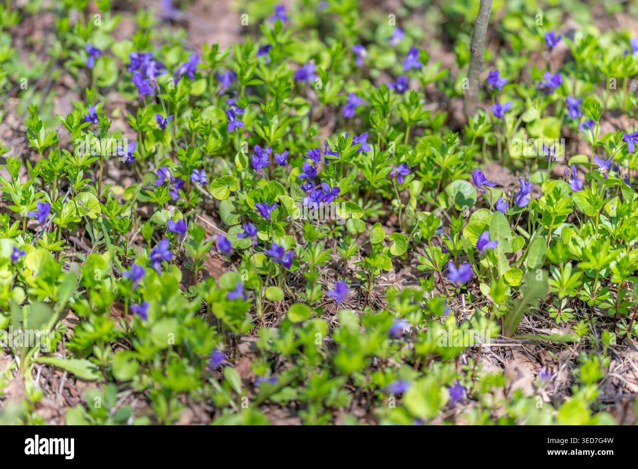 Flaches Feld mit kleinen violetten Blüten, die eine sich wiederholende Textur erzeugen, enge Zusammensetzung mit gleichmäßigem Muster, weiche Töne ideal für Hintergründe, brandi Stockfoto