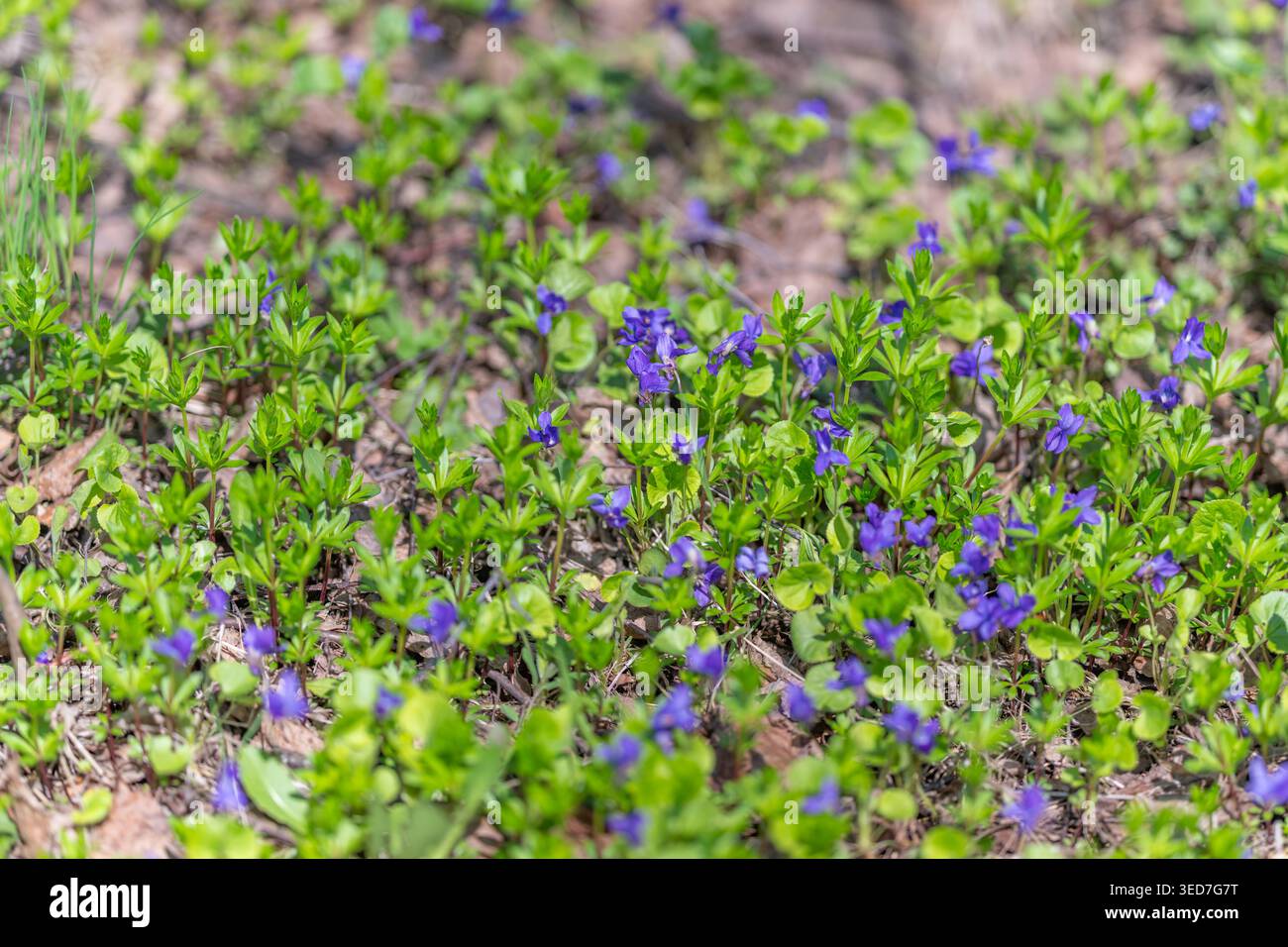 Dunkelviolette Wiese, die an ein langsames Leben erinnert, sanftes Sonnenlicht, das durch das Baldachin filtert, sanfter Fokus und beruhigende Grüntöne, restaurierende Bilder für Wellness Stockfoto