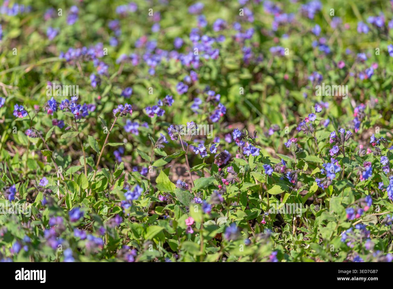 Nahaufnahme-Cluster violette Blüten und Laub, strukturierte Blätter und winzige Blütenblätter in scharfem Vordergrund mit weichem Bokeh-Hintergrund, detailreicher botanischer Look, Stockfoto