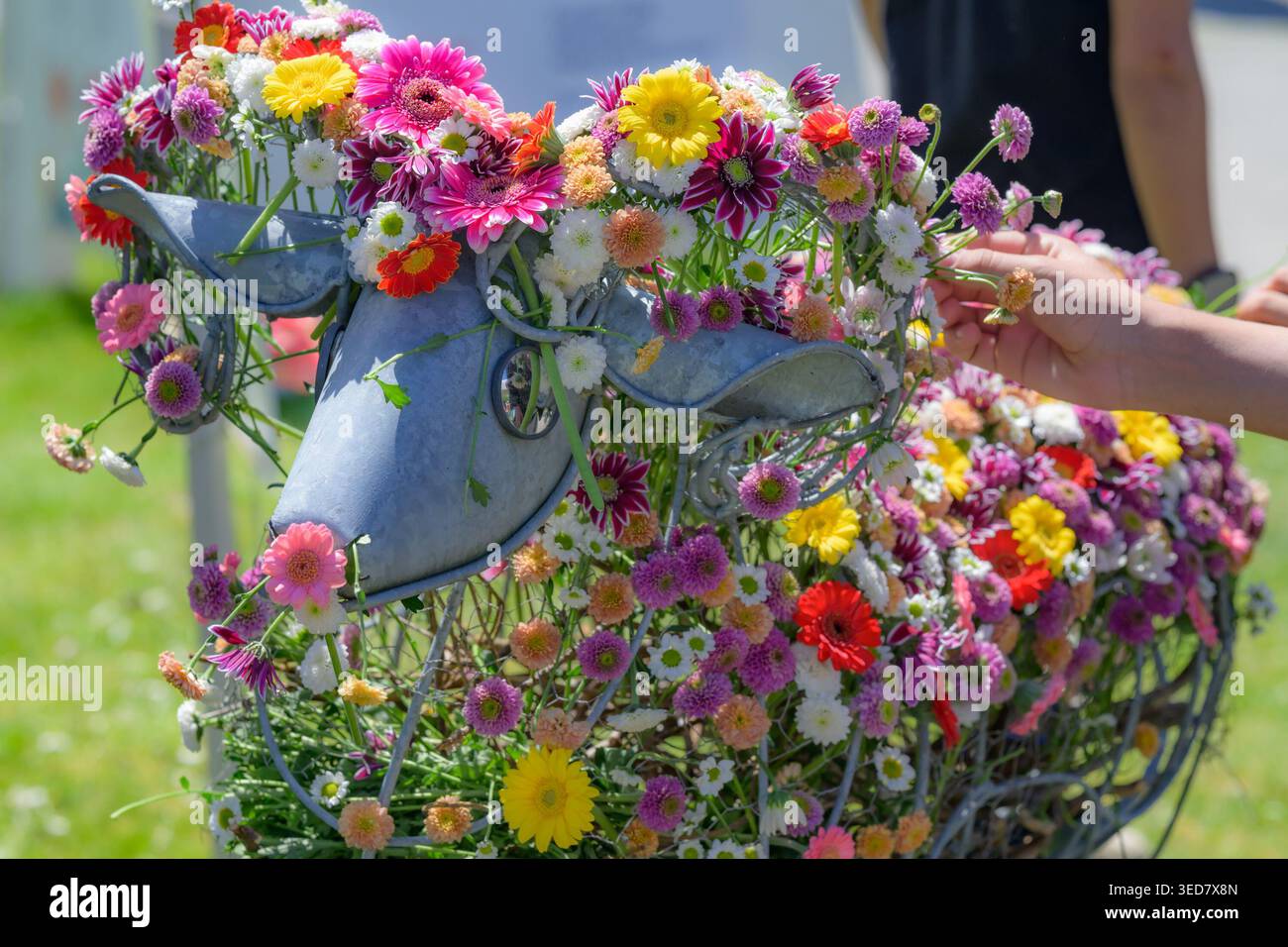 Eine bunte Blume bedeckte Schafe in Progress, Burnaby blüht, Deer Lake Park, Burnaby, BC, Kanada Stockfoto