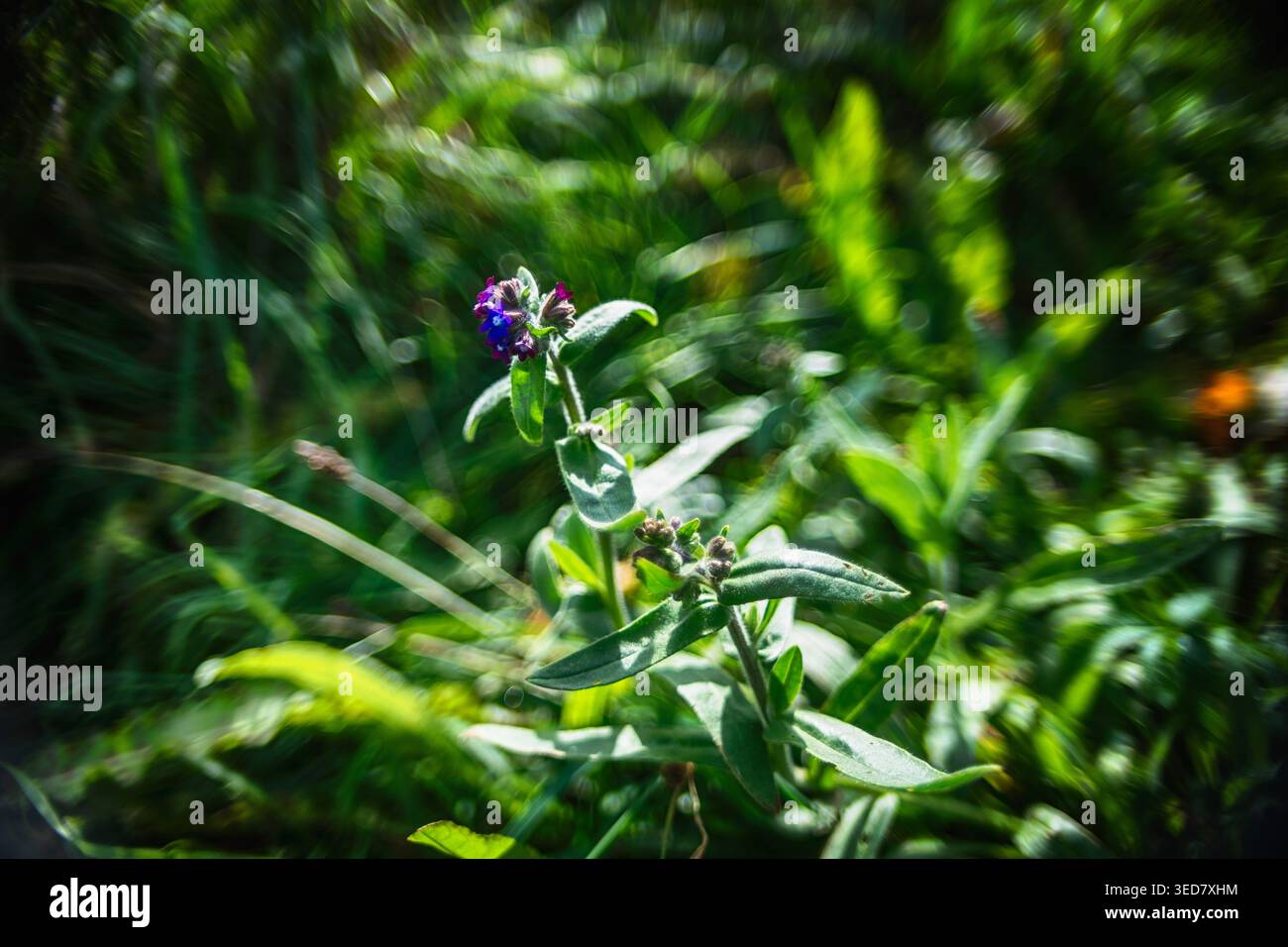 Bugloss Blume im Gras Natur und Gesundheit und Botanic Stockfoto