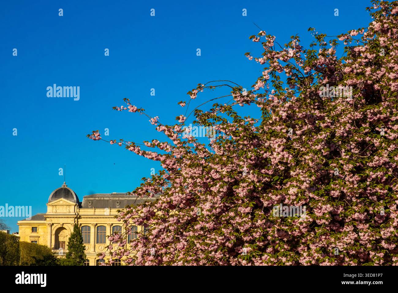 Frankreich, Paris, Nationalmuseum für Naturgeschichte und Kirschbaum in Blüte Stockfoto