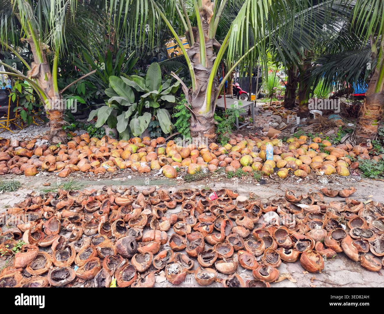Ein häufiger Anblick im ländlichen Vietnam, wo riesige Mengen Kokosnussschalen entsorgt und getrocknet werden. Ho-Chi-Minh-Stadt Stockfoto