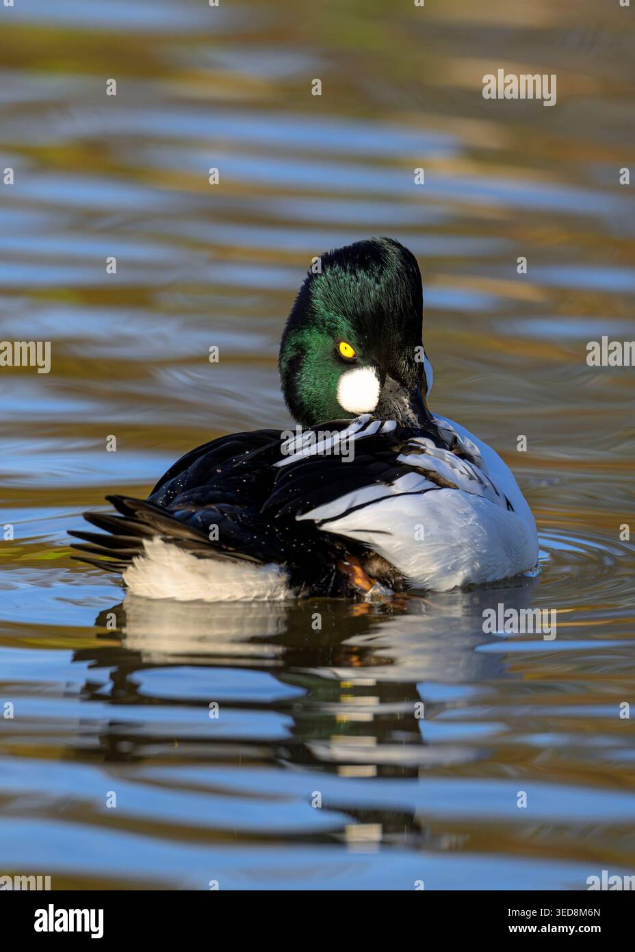 Portraitbild eines männlichen Goldenauges, das auf ruhigem Wasser schwimmt, zeigt schillerndes grünes Kopfgefieder und hellgelbes Auge im sanften Herbstlicht Stockfoto
