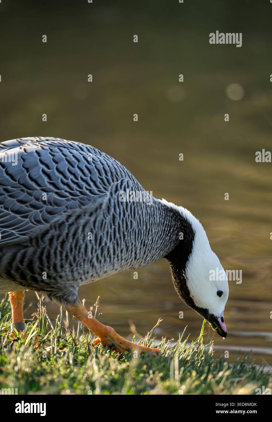 Kaisergans (Anser canagicus), die bei Wintersonnenlicht am Wasserrand fressen, Gloucestershire, Großbritannien Stockfoto