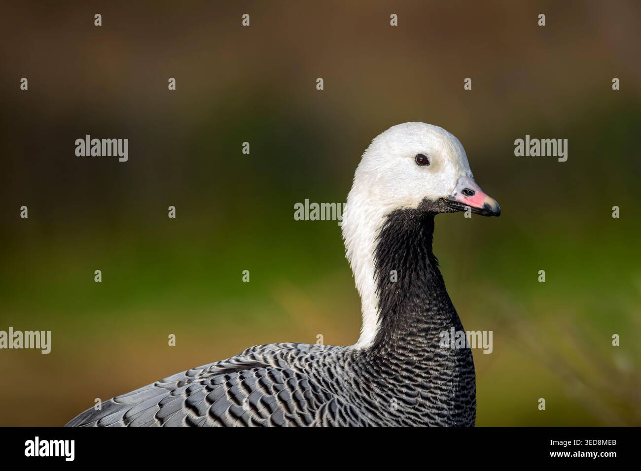 Emperor Gans (Anser canagicus) Porträt mit Kopierraum vor weichem natürlichem Hintergrund, Gloucestershire, Großbritannien Stockfoto