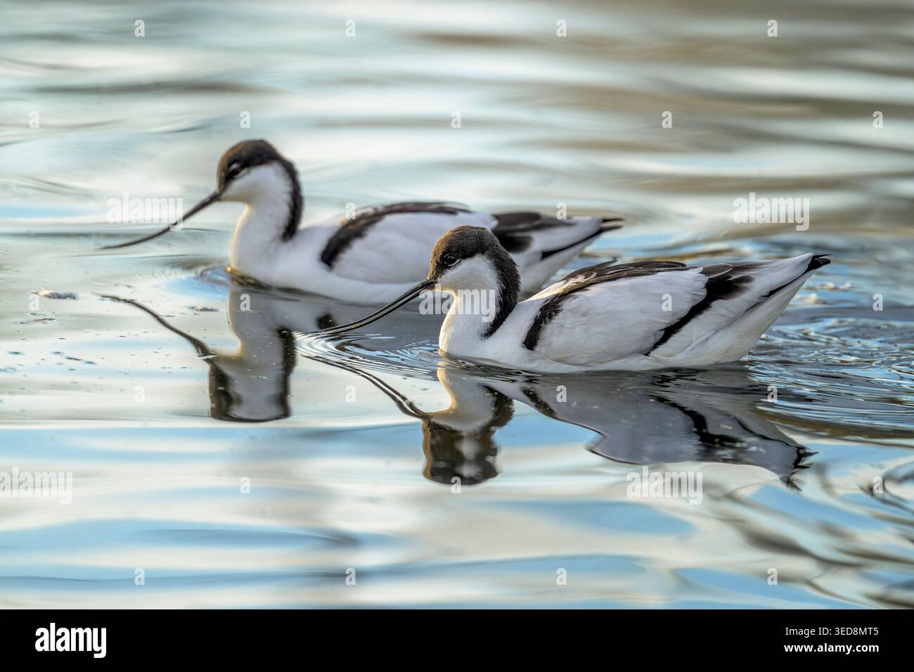 Erwachsenes Avocet-Paar schwimmt im flachen Wasser mit Spiegelreflexen, zeigt elegante Schellen und schwarz-weißes Gefieder, UK Stockfoto