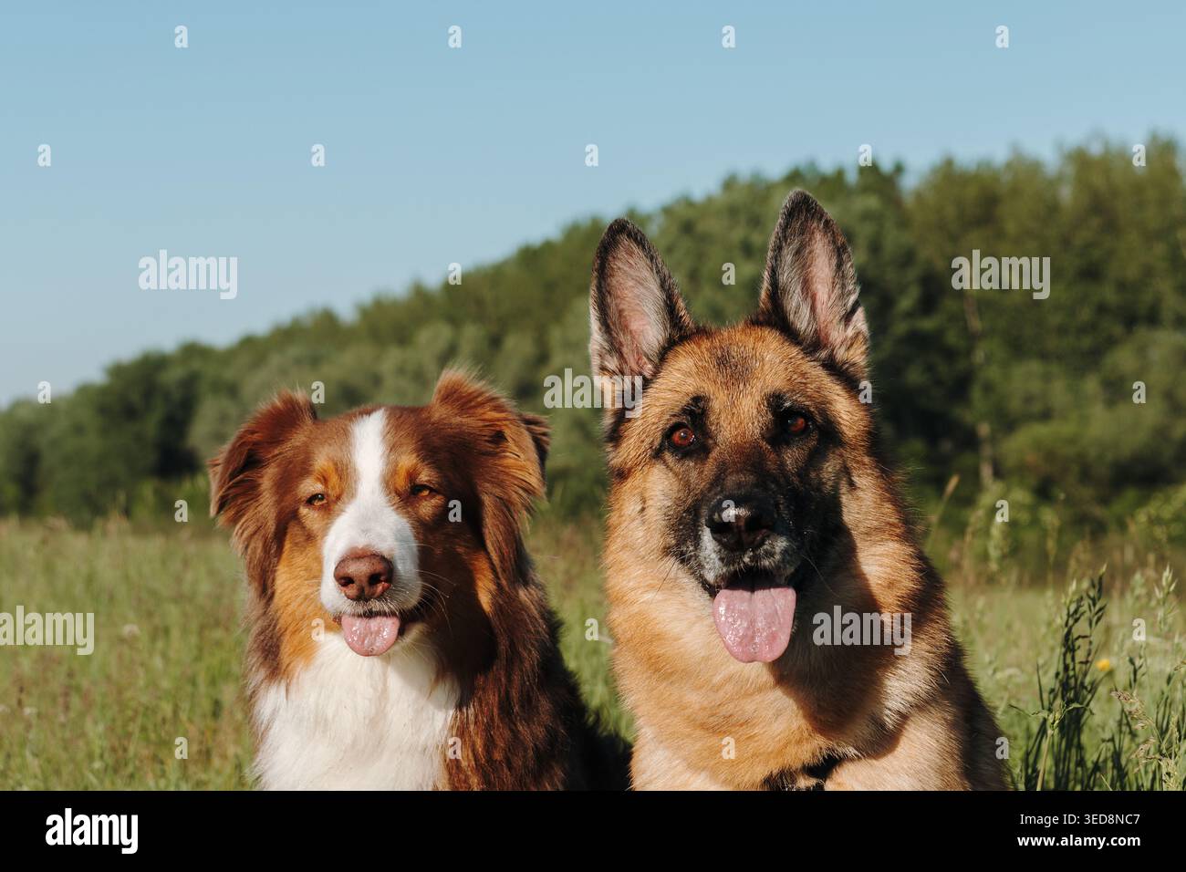 Zwei Hunde der Deutschen und der australische Schäferhund sitzen zusammen im Sommergras vor der Kamera. Perfekt für Tierpflege, Begleitung, Tierarzt und Familie Stockfoto