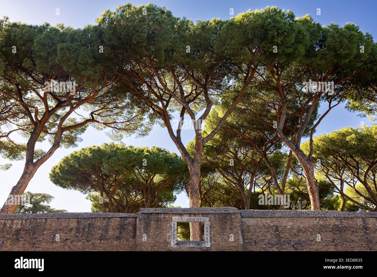 Kiefern mit flachen Vordächern, die sich über die Mauern von Giardino degli Aranci erheben, Aventine Hill, Rom, Italien Stockfoto