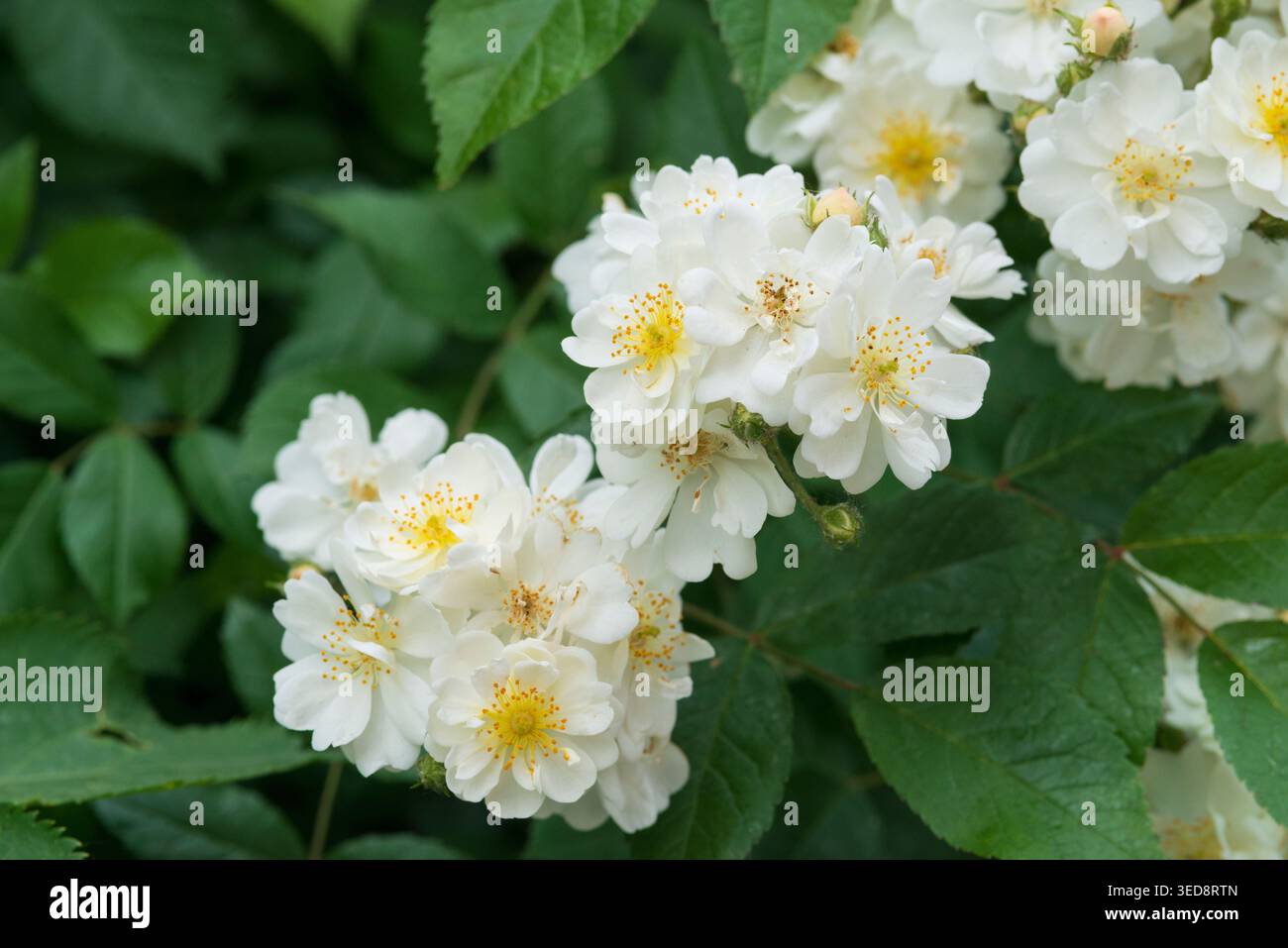 Italien, Lombardei, Multiflora Rose, Rosa Multiflora Stockfoto