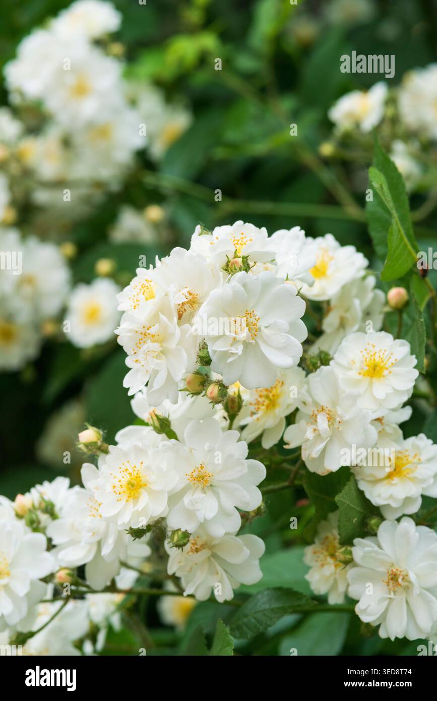 Italien, Lombardei, Multiflora Rose, Rosa Multiflora Stockfoto