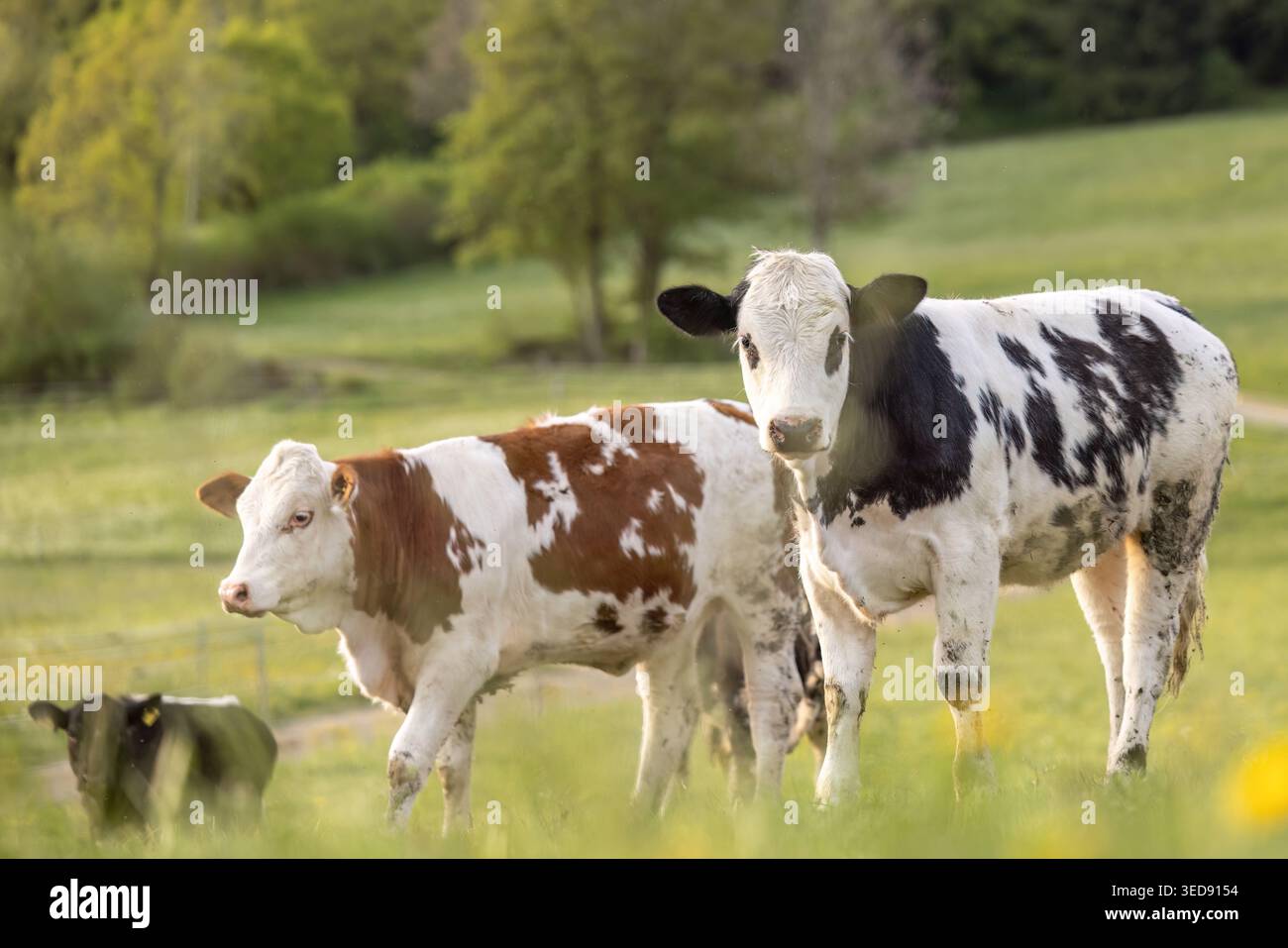 Jungrinder auf Weide nachhaltige Landwirtschaft Freilandrinderproduktion ländlicher Raum Bayern Deutschland Stockfoto