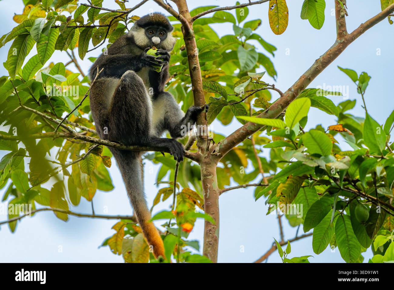 rotschwanzaffe (Cercopithecus ascanius), auch bekannt als Schwarzwangen-Weißschnasenaffe, rotschwanzaffe oder Schmidts Guenon. Stockfoto