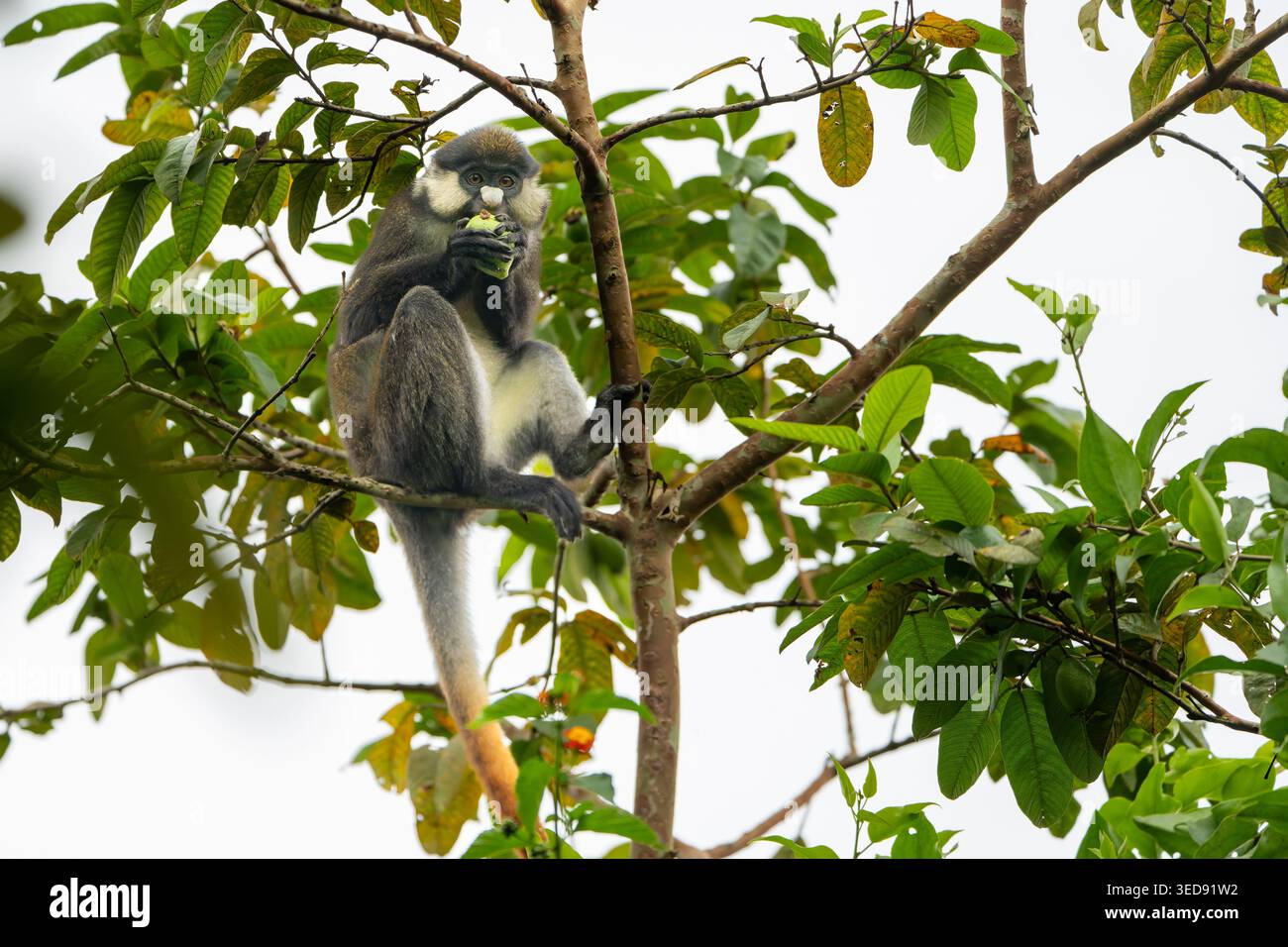 rotschwanzaffe (Cercopithecus ascanius), auch bekannt als Schwarzwangen-Weißschnasenaffe, rotschwanzaffe oder Schmidts Guenon. Stockfoto