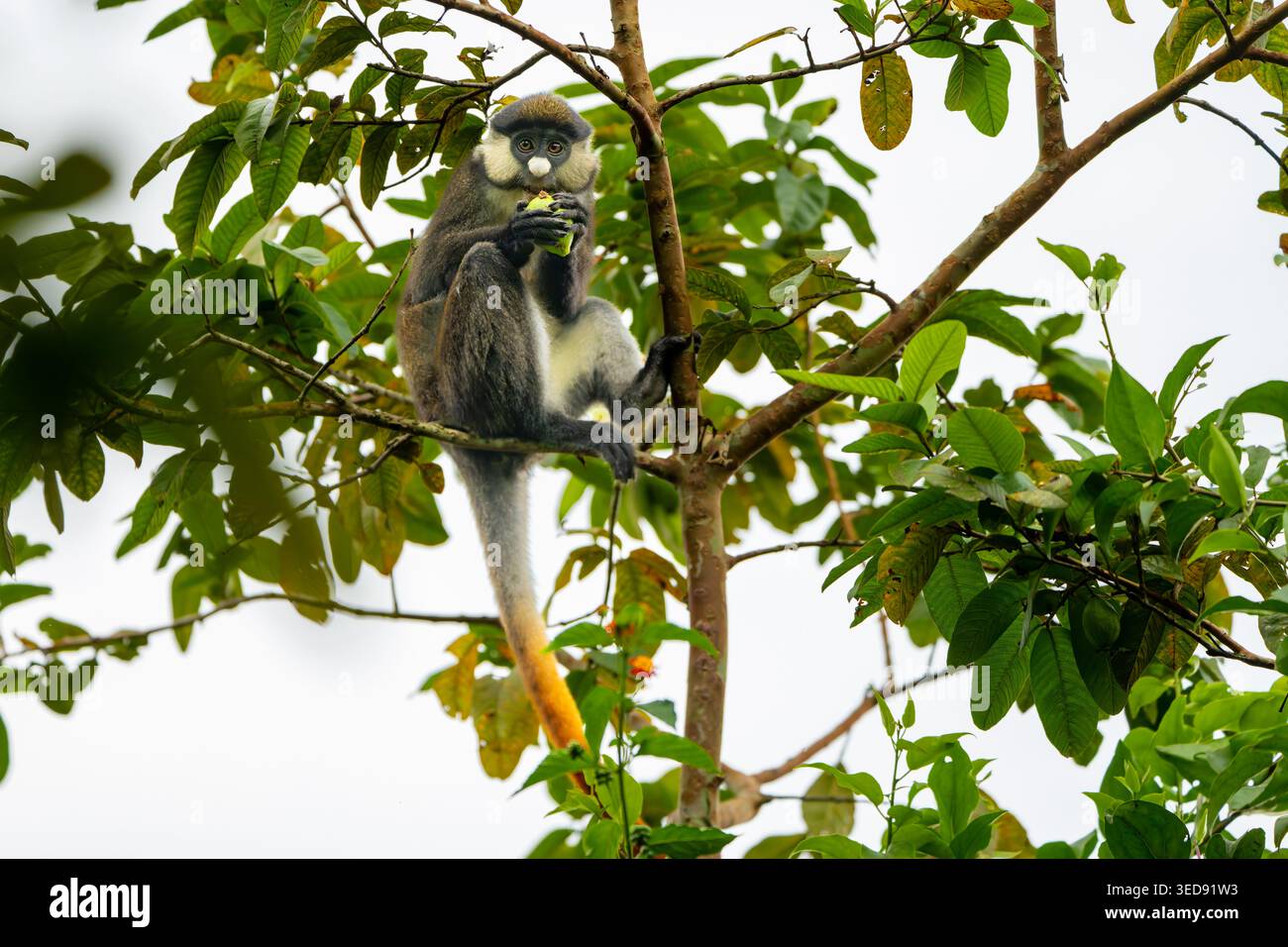 rotschwanzaffe (Cercopithecus ascanius), auch bekannt als Schwarzwangen-Weißschnasenaffe, rotschwanzaffe oder Schmidts Guenon. Stockfoto