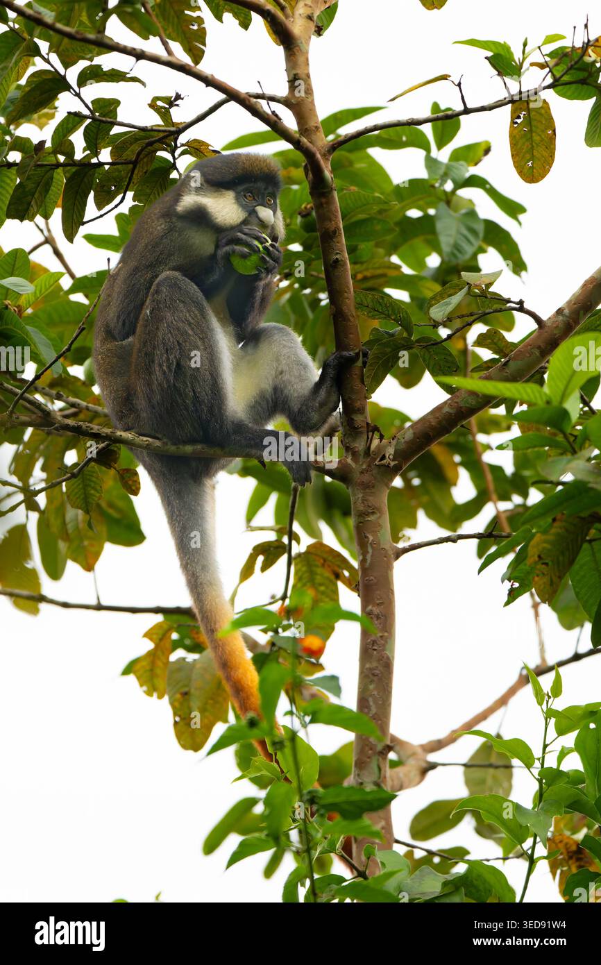 rotschwanzaffe (Cercopithecus ascanius), auch bekannt als Schwarzwangen-Weißschnasenaffe, rotschwanzaffe oder Schmidts Guenon. Stockfoto