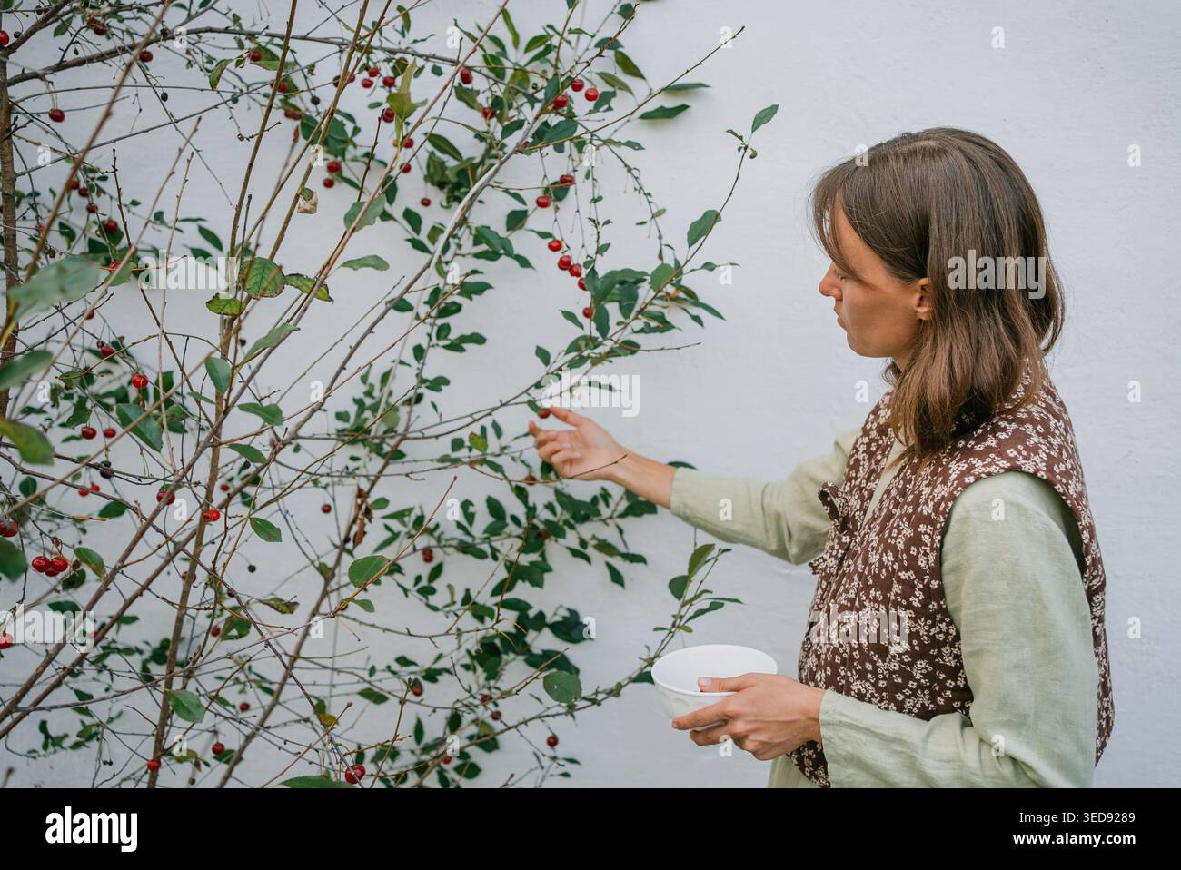 Junge Gärtnerin erntet reife Kirschen von einem Kirschbaum, der an einer weißen Wand im Garten wächst, und hält eine Schüssel, um das frische Obst zu sammeln Stockfoto