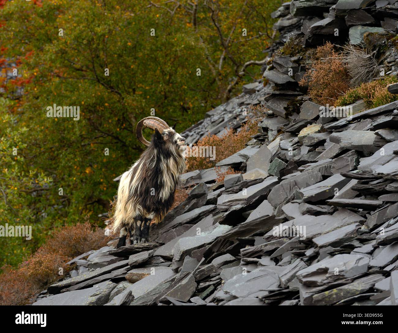 Wilde walisische Bergziegen im stillgelegten Dinorwic Slate Quarry, Snowdonia Wales, Großbritannien. Stockfoto
