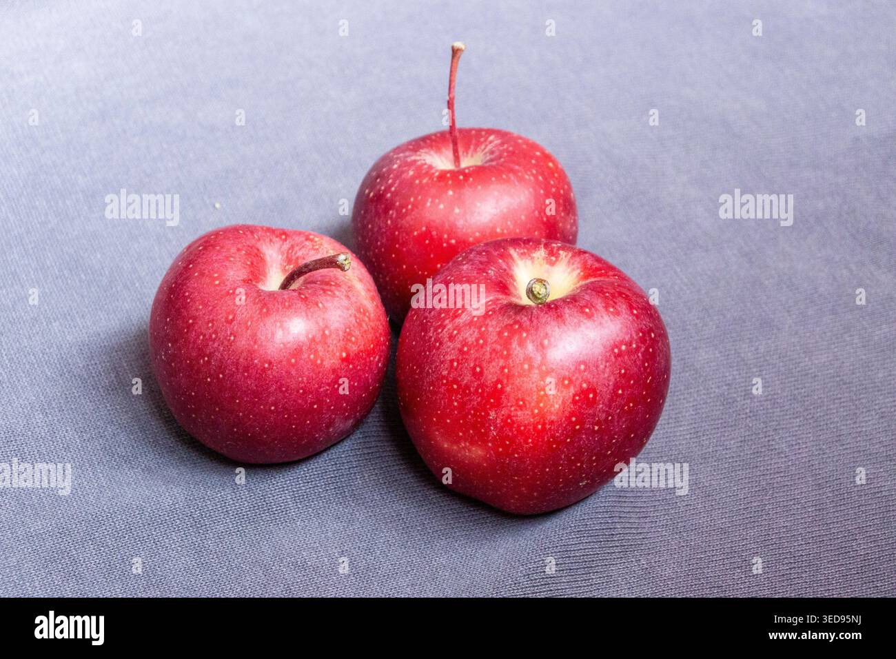 Galaäpfel auf grauem Hintergrund Stockfoto