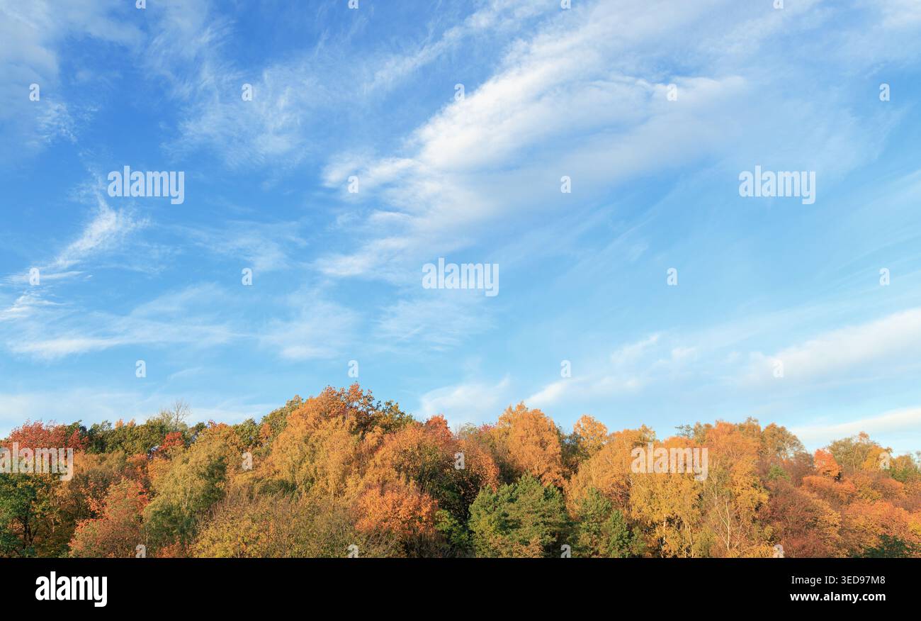Natürlicher Rahmen Herbst Hintergrund Top Bäume Oktober Wald klare Himmel Tapete Kopierraum Stockfoto
