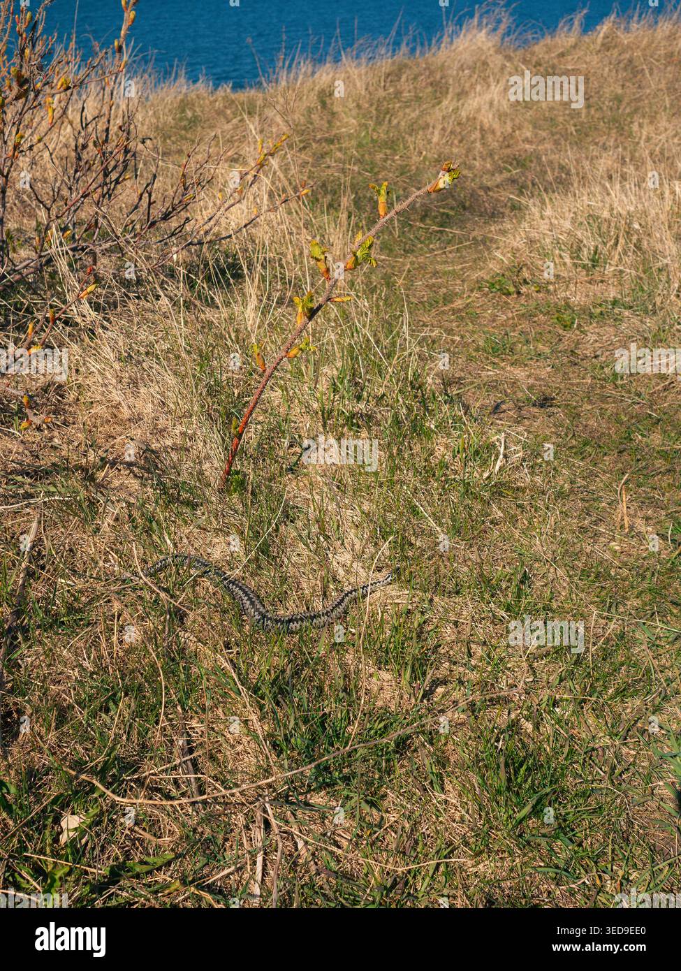 Europäische Segel, die sich im frühen Frühjahr auf einer grasbewachsenen Klippe über der Ostsee bei Paldiski, Estland, befindet Stockfoto