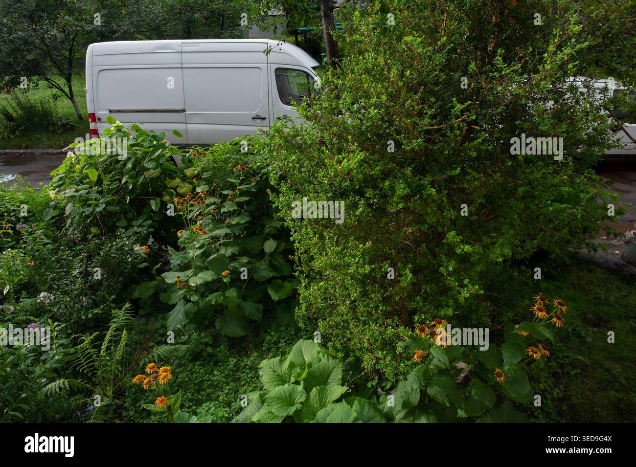Heilkraut Inula helenium mit leuchtenden gelben Blüten im Freien Stockfoto