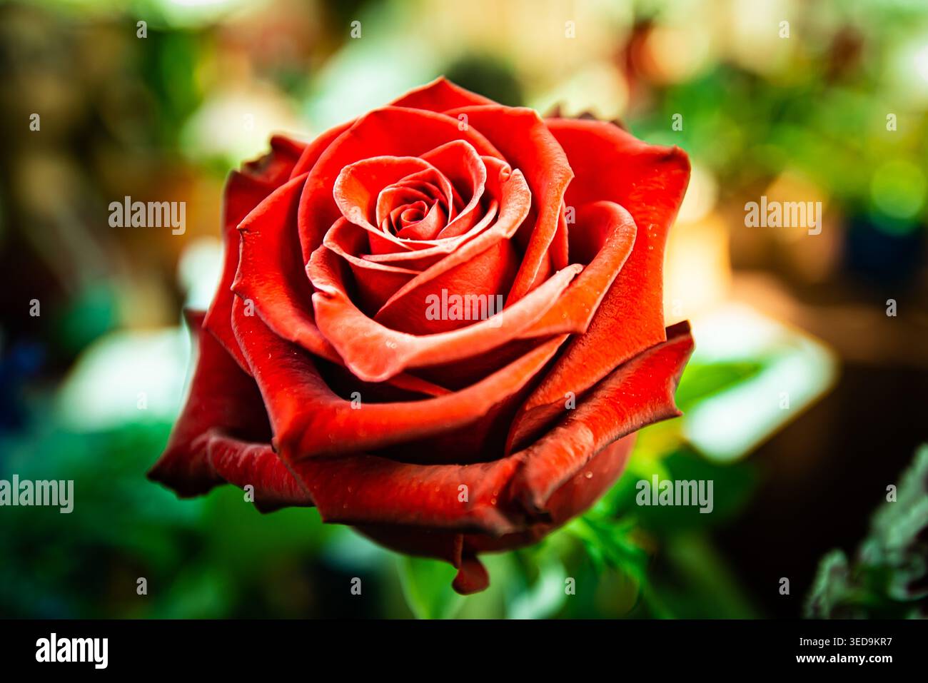 Eine lebendige Nahaufnahme einer einzelnen roten Rose in voller Blüte, die ihre samtigen Blüten und ihre komplizierte Spiralform hervorhebt. Stockfoto