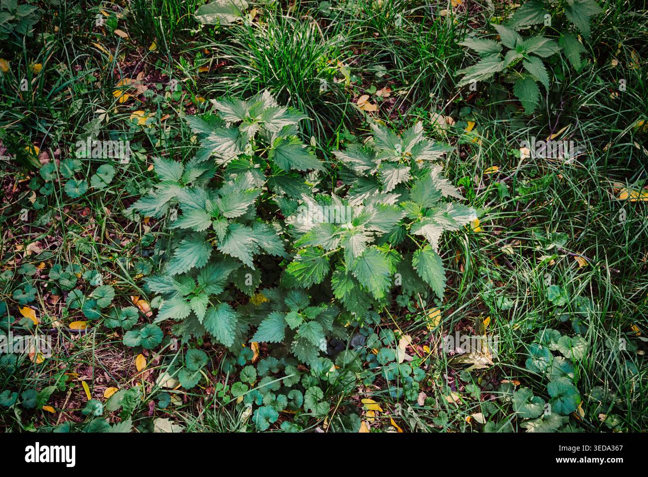 Brennnesselbusch im Park für Bildung und Essen Stockfoto