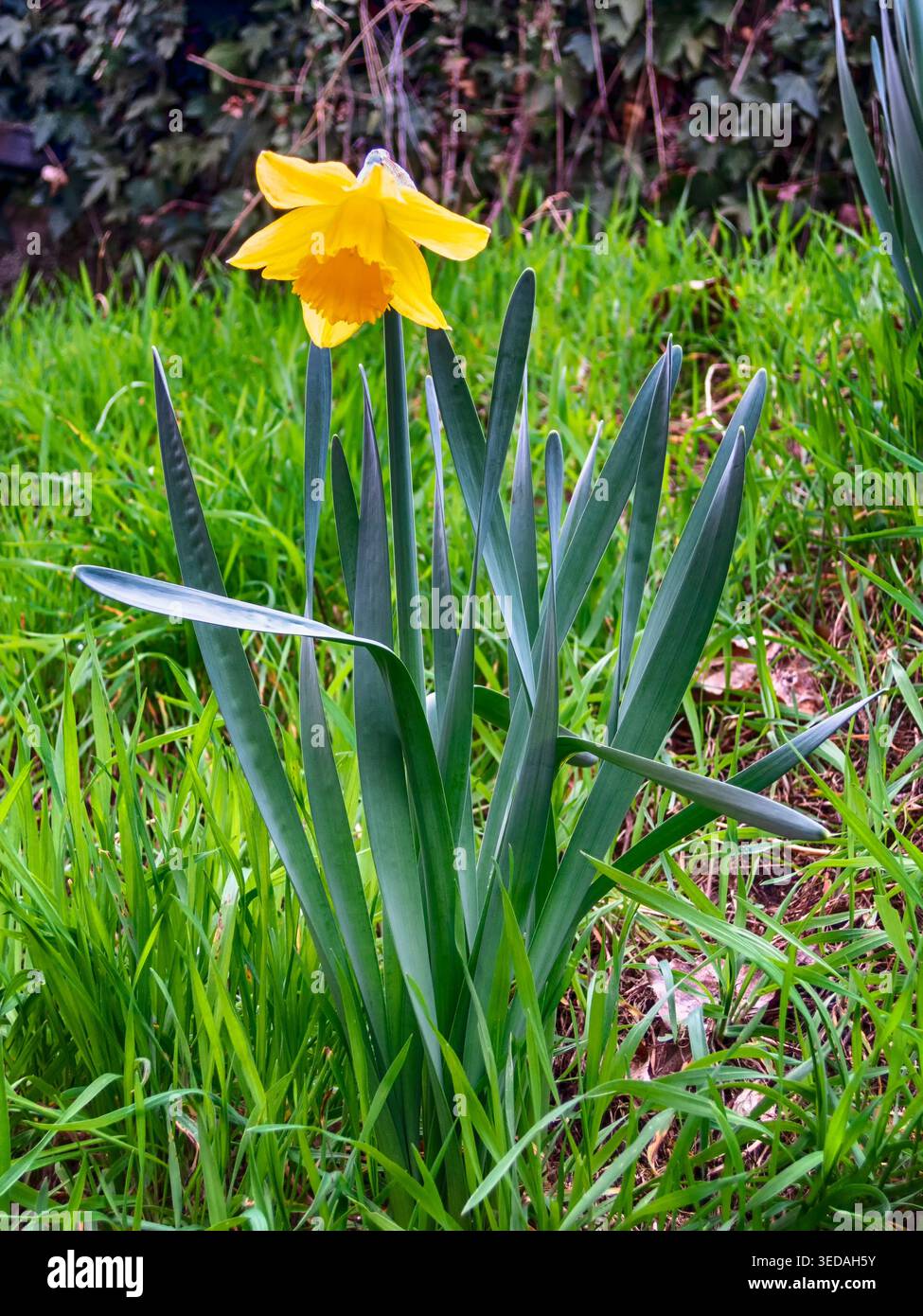 Eine gelbe Narzissen-Wildnis im Frühling Stockfoto